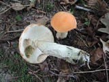Leccinum insigne image