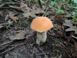Leccinum insigne image