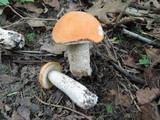 Leccinum insigne image