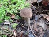 Leccinum snellii image