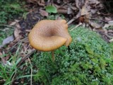 Entoloma formosum image