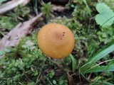 Entoloma formosum image