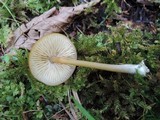 Entoloma formosum image