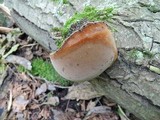 Phellinus igniarius image