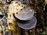 Nigroporus vinosus image