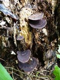 Nigroporus vinosus image