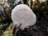 Nigroporus vinosus image