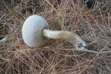 Tylopilus felleus image