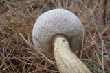Tylopilus felleus image