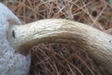 Tylopilus felleus image