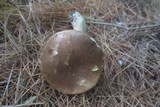 Tylopilus felleus image