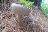 Tylopilus felleus image