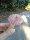 Boletellus ananas image