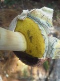 Boletellus ananas image