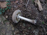 Amanita cinereoconia image