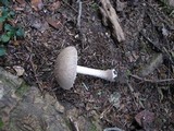 Amanita cinereoconia image