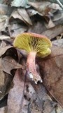 Phylloporus leucomycelinus image