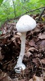 Amanita abrupta image