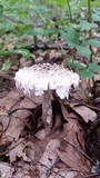 Amanita onusta image