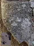 Opegrapha vulgata var. vulgata image