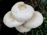 Pluteus petasatus image
