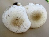 Pluteus petasatus image