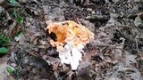 Laetiporus cincinnatus image