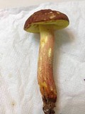 Leccinum rubropunctum image