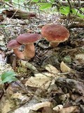 Xanthoconium purpureum image