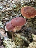 Xanthoconium purpureum image