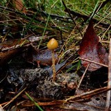 Psilocybe alutacea image