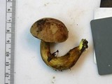 Aureoboletus innixus image