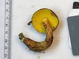 Aureoboletus innixus image