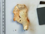 Laetiporus cincinnatus image