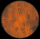 Inocybe albodisca image