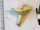 Lactarius luteolus image