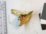 Lactarius luteolus image