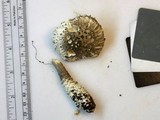 Amanita onusta image
