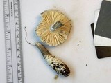 Amanita onusta image