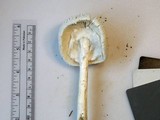 Amanita abrupta image