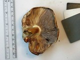 Russula compacta image