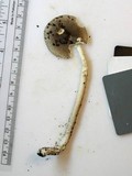 Amanita sect. Vaginatae image