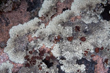 Arctoparmelia centrifuga image