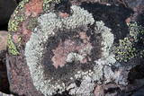 Arctoparmelia incurva image