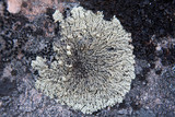 Arctoparmelia incurva image