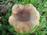 Russula sororia image