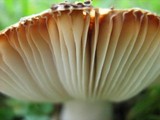 Russula sororia image
