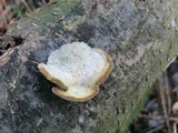 Trametes hirsuta image