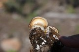 Lyophyllum decastes image