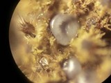 Lasiosphaeria strigosa image